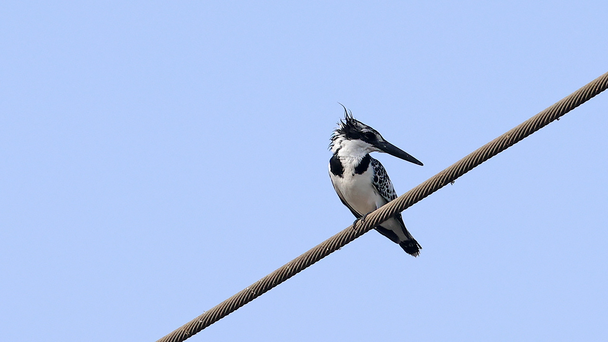Pied Kingfisher